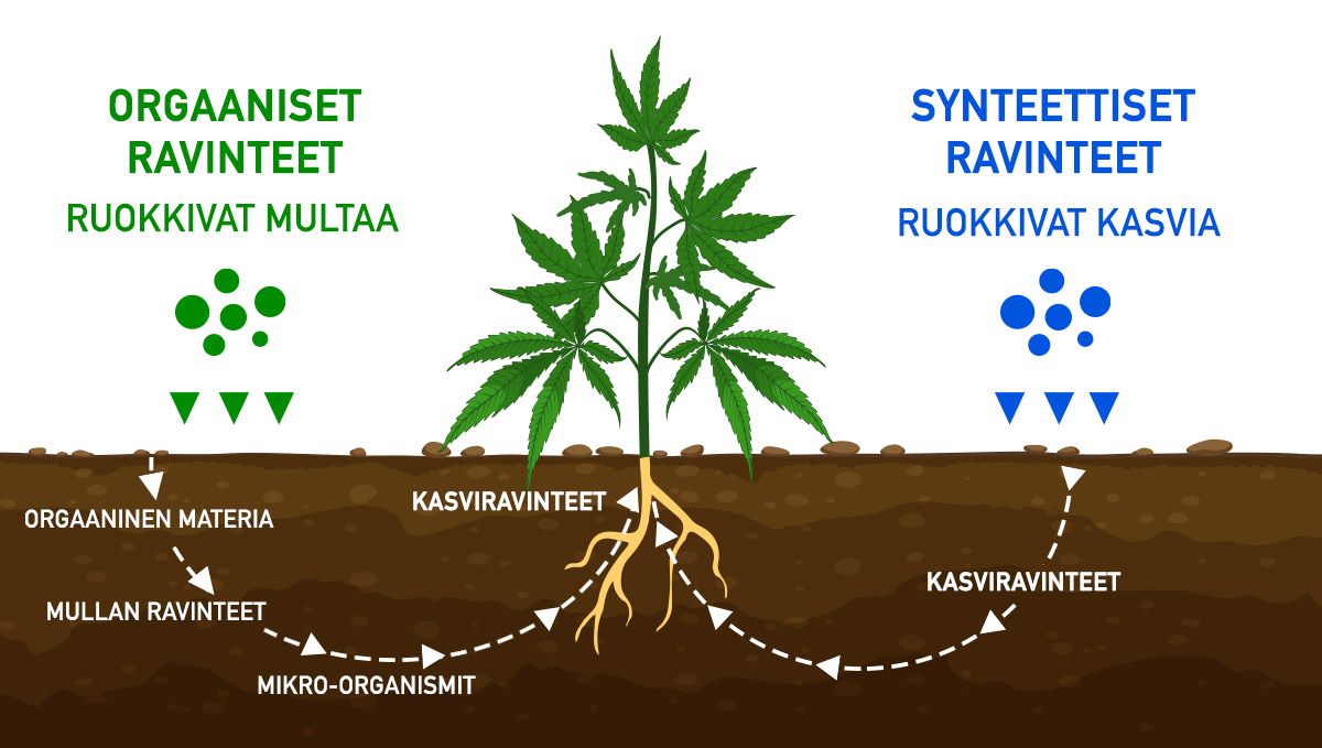 Paras ruokinta-aikataulu itsekukkiville: orgaaninen vs. synteettinen
