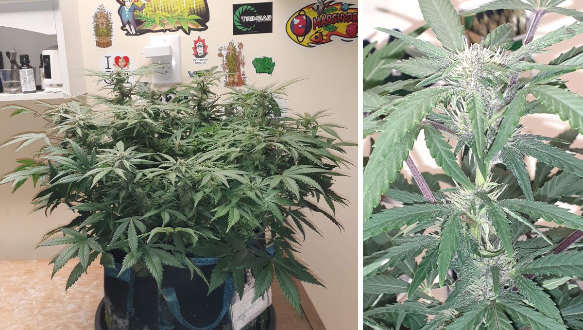 Tropicana Cookies Auto cannabis strain: early flower | weeks 6-7 | an indoor autoflower that has began to stack up purple flowers Tropicana Cookies Auto cannabis strain: early flower | weeks 6-7 | an indoor autoflower that has began to stack up purple flowers