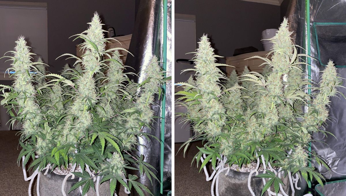 Pineapple Express Auto cannabis strain: mid flower (bulk phase) | weeks 8-9 | a high-yielding autoflower with long, spear-shaped colas Pineapple Express Auto cannabis strain: mid flower (bulk phase) | weeks 8-9 | a high-yielding autoflower with long, spear-shaped colas