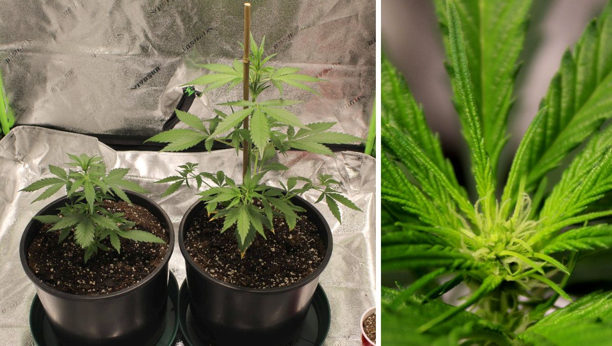Forbidden Runtz Auto Cannabis Strain Week-by-Week Guide: Two untrained stretchy autoflowers in plastic pots starting toflower in week 5 and a closeup of a flowering top Forbidden Runtz Auto Cannabis Strain Week-by-Week Guide: Two untrained stretchy autoflowers in plastic pots starting toflower in week 5 and a closeup of a flowering top