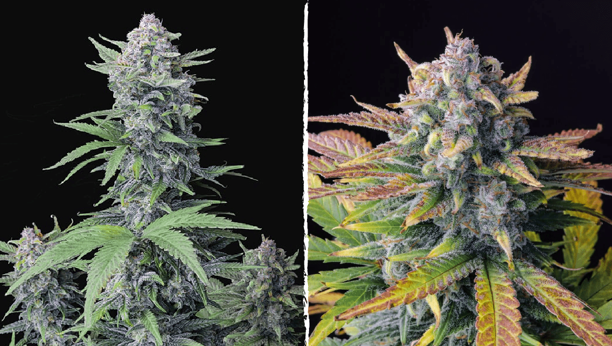 Top 5 THC-reichste Auto: Tropicana Cookies Auto Top 5 THC-reichste Auto: Tropicana Cookies Auto