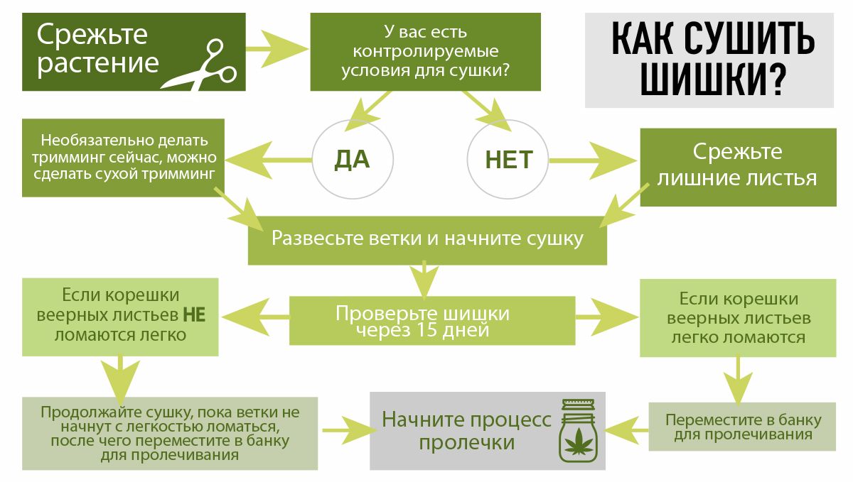 Как сушить каннабис: что учесть Как сушить каннабис: что учесть