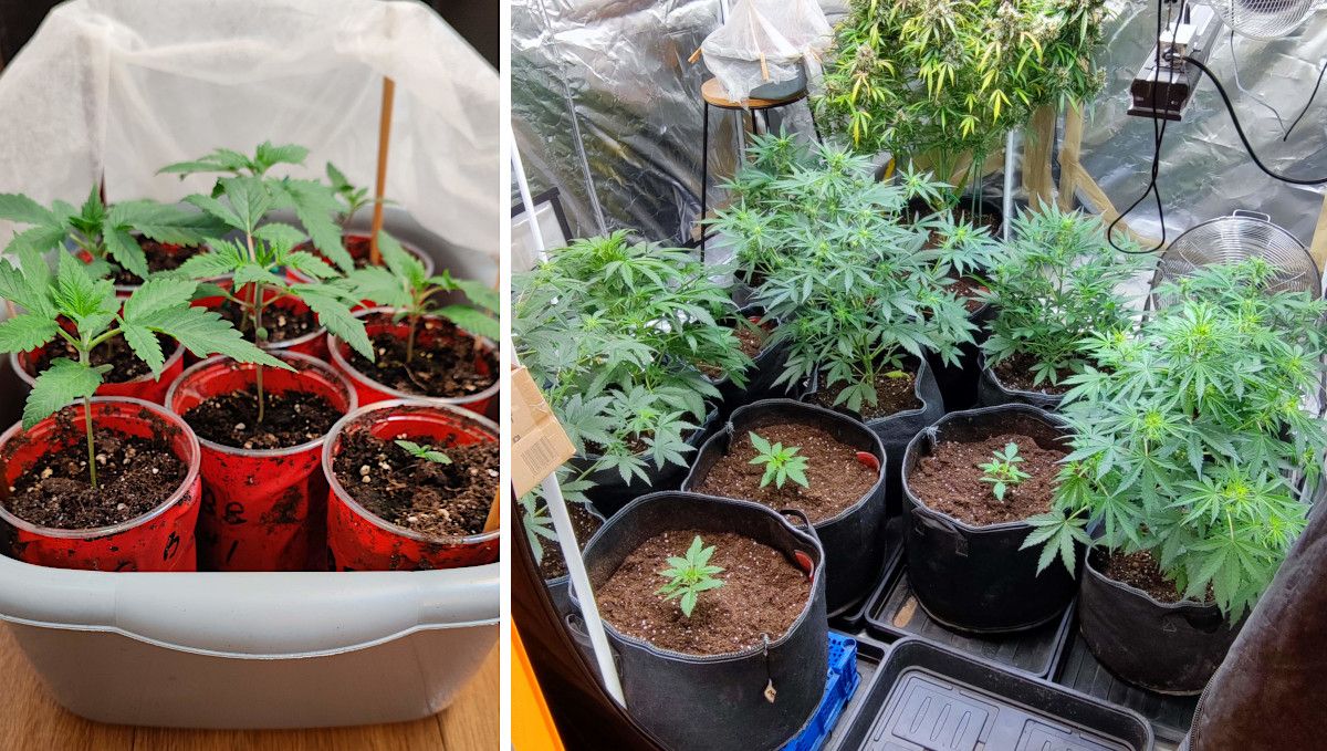 Strawberry Banana Auto cannabis strain: early veg | week 2