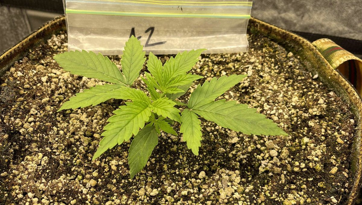 Strain_Name cannabis strain: early veg | week 2 | a young but strong weed plant growing in a pot filled with coco coir Strain_Name cannabis strain: early veg | week 2 | a young but strong weed plant growing in a pot filled with coco coir