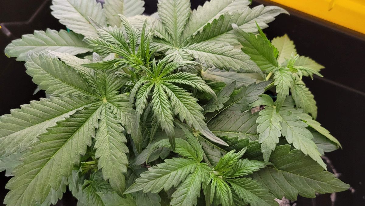 Mimosa Cake Auto cannabis strain: early veg | weeks 3-4 | a very compact young autoflower with dense foliage Mimosa Cake Auto cannabis strain: early veg | weeks 3-4 | a very compact young autoflower with dense foliage