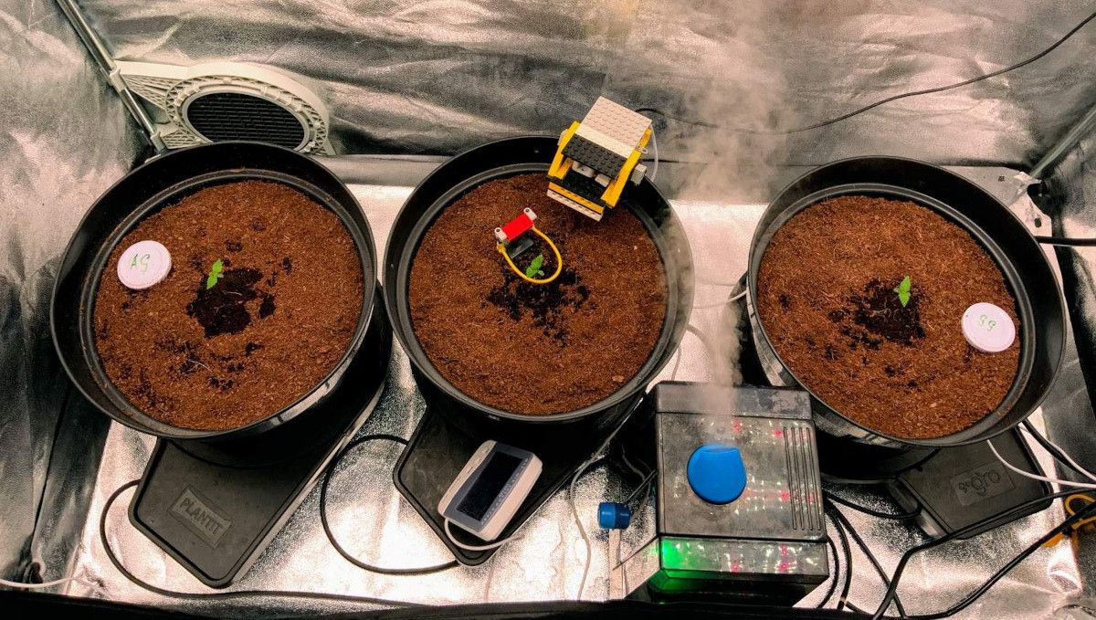 Gorilla Auto Cannabis Strain Week-by-Week Guide: Three black plastic containers with coco in grow tent with very small marijuana seedlings in each of them and a air humidifier releasing a jet of vapor Gorilla Auto Cannabis Strain Week-by-Week Guide: Three black plastic containers with coco in grow tent with very small marijuana seedlings in each of them and a air humidifier releasing a jet of vapor