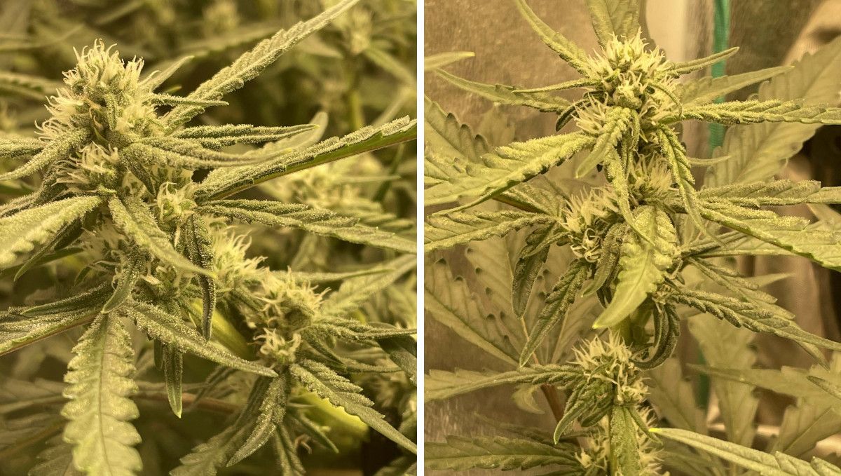 Gorilla Punch Auto cannabis strain: early flower | weeks 6-7 | flowering tops with frosty leaves