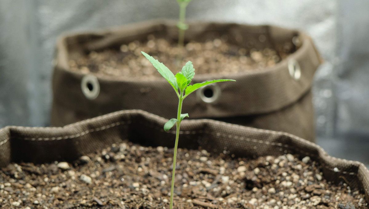 Orange Sherbet FF cannabis strain: early veg | week 2 | the beginning of the second week Orange Sherbet FF cannabis strain: early veg | week 2 | the beginning of the second week