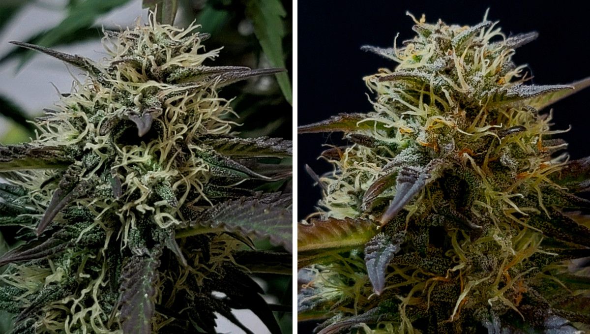 Banana Purple Punch Auto Cannabissorte: mittlere Blüte (Bulk-Phase) | Wochen 7-8 | Nahaufnahmen von reifenden Blüten Banana Purple Punch Auto Cannabissorte: mittlere Blüte (Bulk-Phase) | Wochen 7-8 | Nahaufnahmen von reifenden Blüten