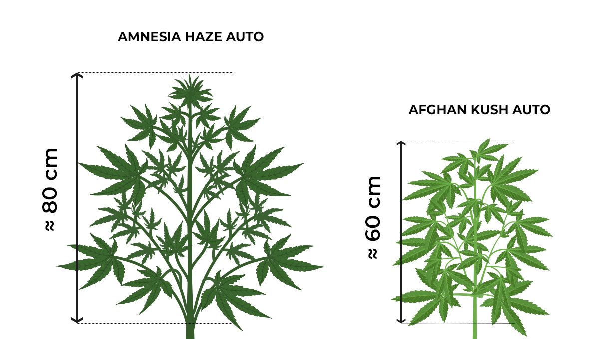 How tall do autoflowers get?: size comparison during the vegetative stage How tall do autoflowers get?: size comparison during the vegetative stage