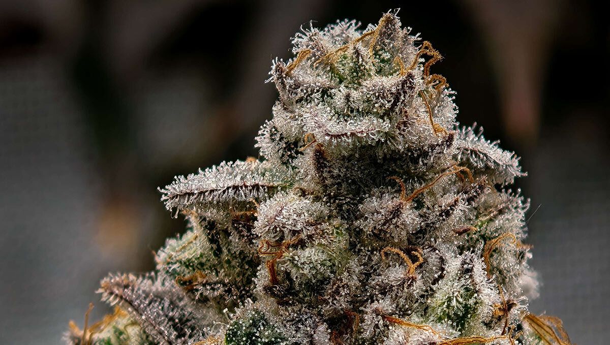 Gorilla Melon