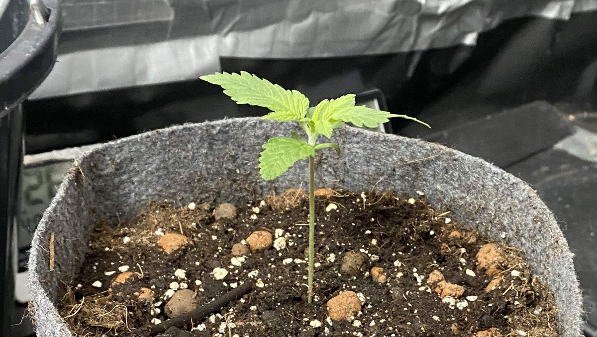 Tangie Auto cannabis strain: germination and seedling stage | week 1 Tangie Auto cannabis strain: germination and seedling stage | week 1