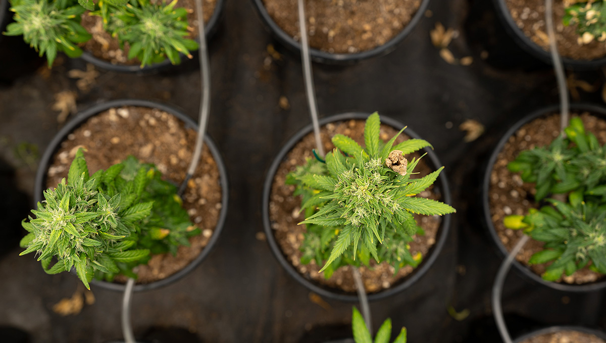 Luxemburg’s Government Approved a Cannabis Legalization Bill: A top view of several sickly-looking flowering weed plants in small black plastic pots and the tubing of an automatic irrigation system visible Luxemburg’s Government Approved a Cannabis Legalization Bill: A top view of several sickly-looking flowering weed plants in small black plastic pots and the tubing of an automatic irrigation system visible
