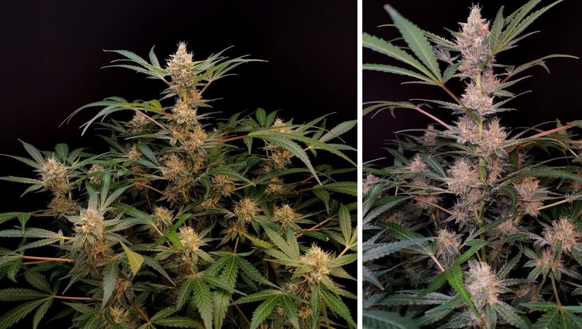 Tropicana Cookies Auto cannabis strain: mid flower (bulk phase) | weeks 8-9 | an indoor marijuana plant with buds filling out and getting frosty Tropicana Cookies Auto cannabis strain: mid flower (bulk phase) | weeks 8-9 | an indoor marijuana plant with buds filling out and getting frosty