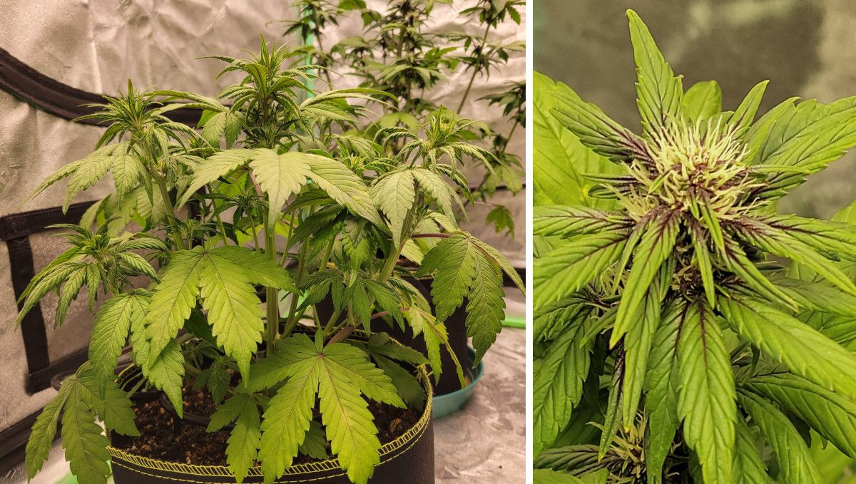 Blackberry Auto cannabis strain: transition (pre-flower) | week 5 | a compact and branchy autoflower and a closeup of its bud with white hairs and some deep-purple hues