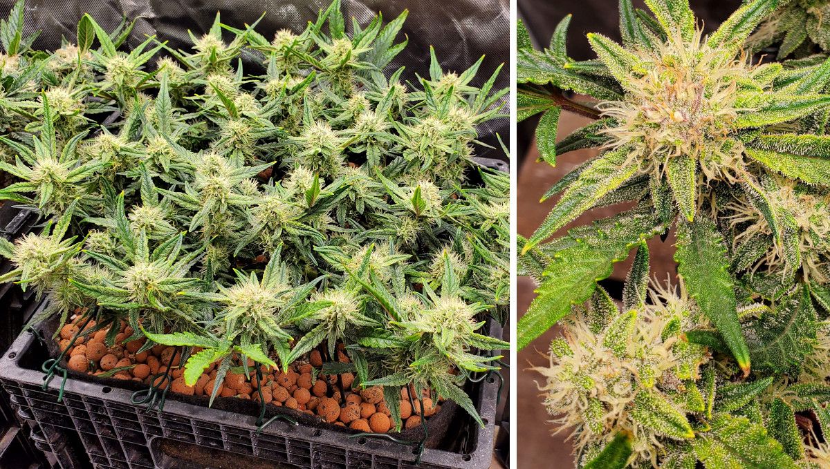 Purple Punch Auto Cannabis Strain Week-by-Week Guide: An indoor autoflower with a low flat canopy and many flowering tops; a closeup of a bud with many white hairs