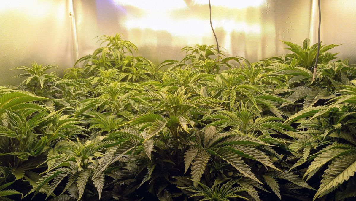 Gorilla Cookies FF cannabis strain: mid veg | weed plants vegging in a SOG setup Gorilla Cookies FF cannabis strain: mid veg | weed plants vegging in a SOG setup