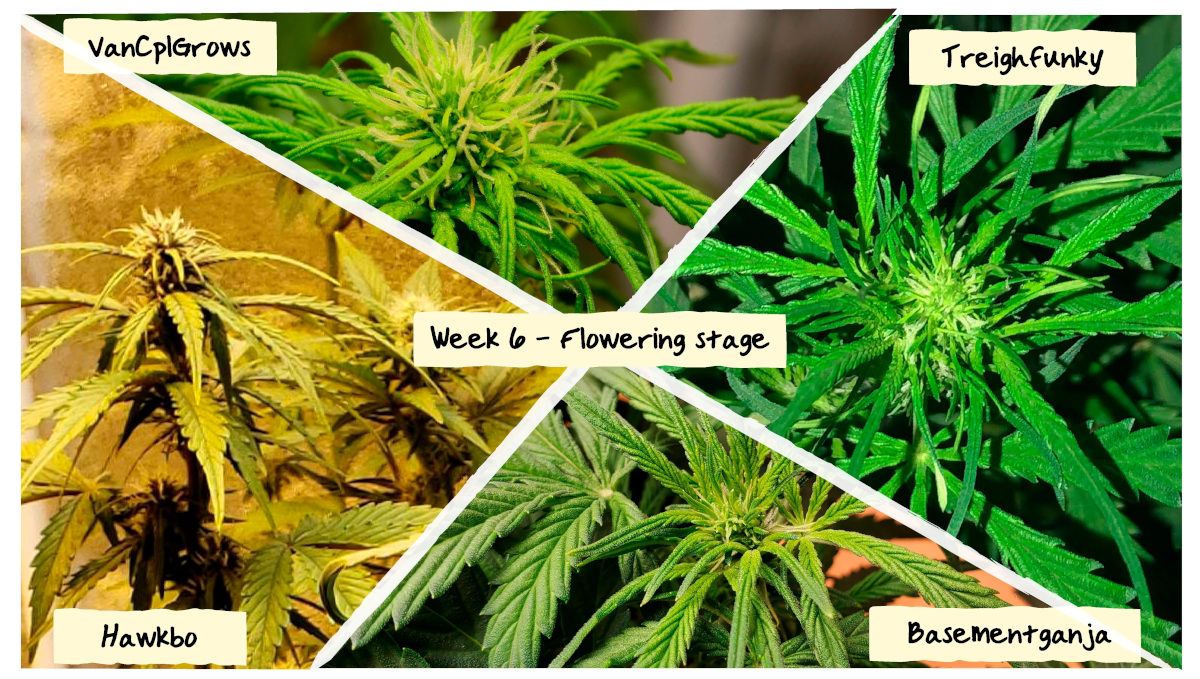 Week 6 Grow Progress Week 6 Grow Progress