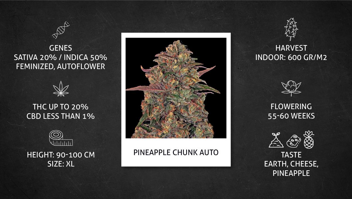 Pineapple Chunk Cannabis Strain Week-by-Week Guide: Datasheet