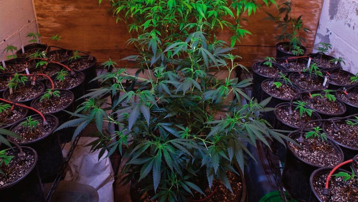 Types of containers to grow autoflowering seeds: right sized container Types of containers to grow autoflowering seeds: right sized container