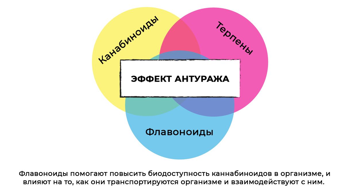 3-100.jpg Flavonoids in cannabis: the entourage effect