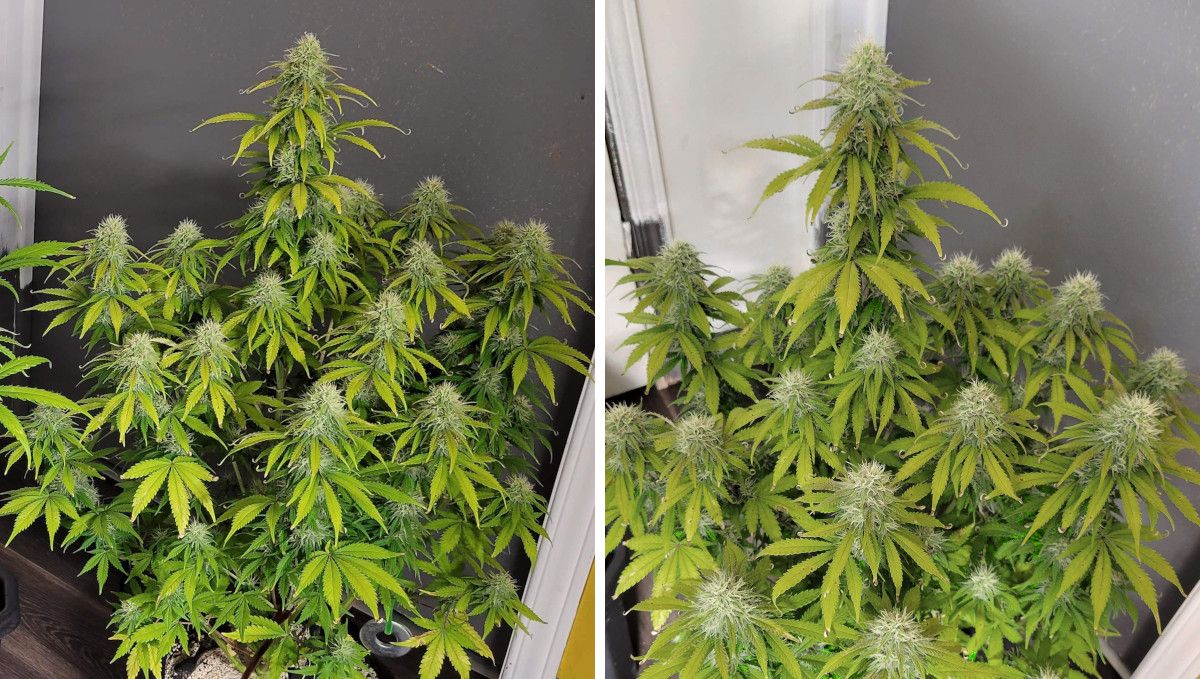 Mimosa Cake Auto cannabis strain: mid flower (bulk phase) | weeks 8-9 | a gorgeous weed plant in the process of flowering Mimosa Cake Auto cannabis strain: mid flower (bulk phase) | weeks 8-9 | a gorgeous weed plant in the process of flowering