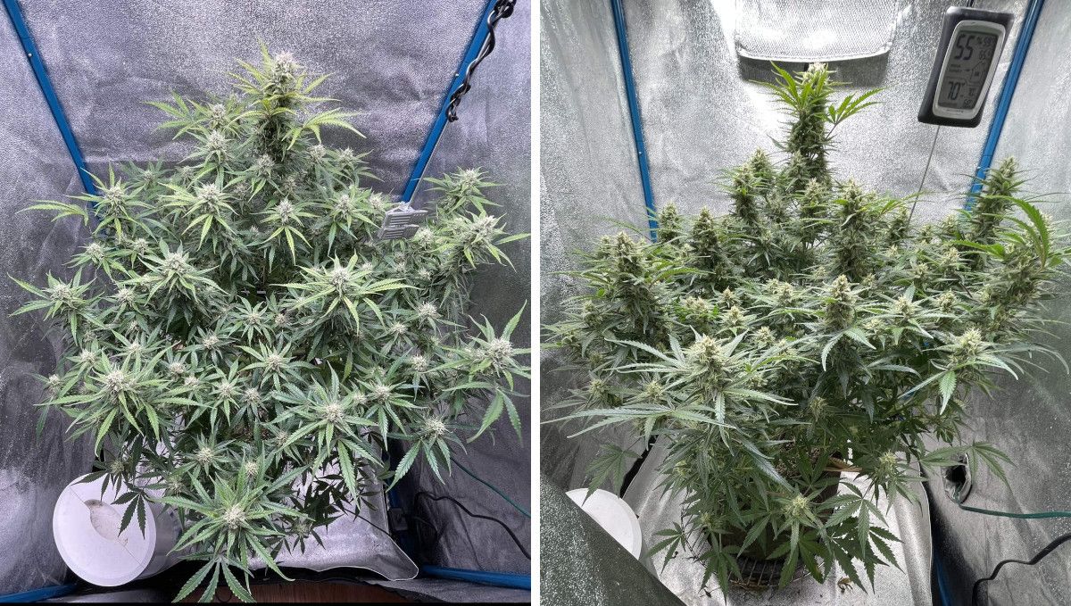 Amnesia Z Auto cannabis strain: early flower | weeks 6-7 | a big multi-branch indoor autoflower with the central cola slightly bigger than the rest and with big flowers forming Amnesia Z Auto cannabis strain: early flower | weeks 6-7 | a big multi-branch indoor autoflower with the central cola slightly bigger than the rest and with big flowers forming