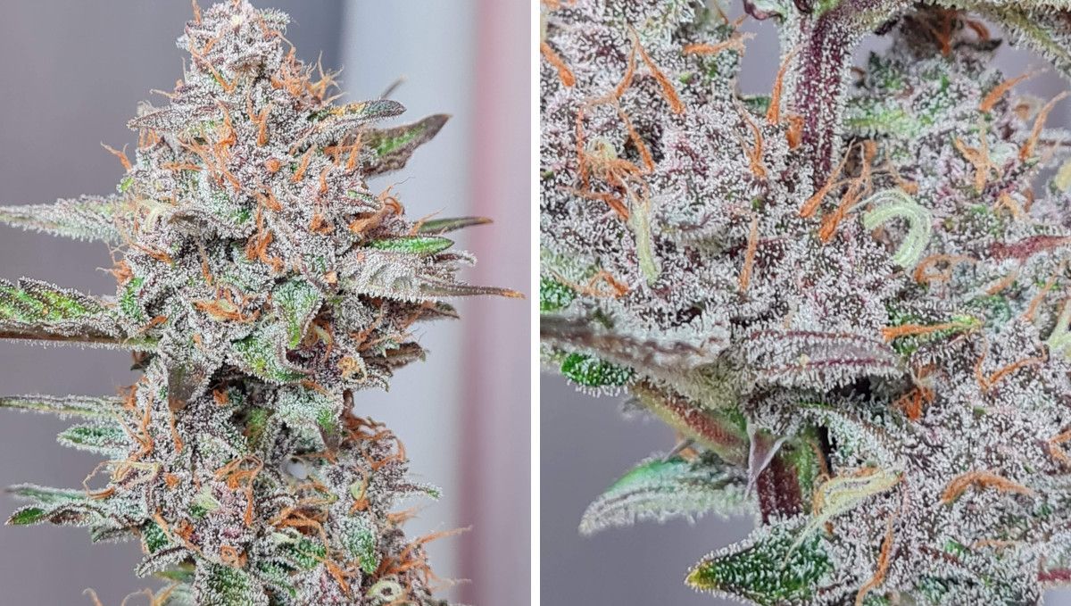 Banana Purple Punch Auto Cannabissorte: Reifung und Ernte | Wochen 10- | Reife, mit Kristallen bedeckte Marihuanablüten Banana Purple Punch Auto Cannabissorte: Reifung und Ernte | Wochen 10- | Reife, mit Kristallen bedeckte Marihuanablüten