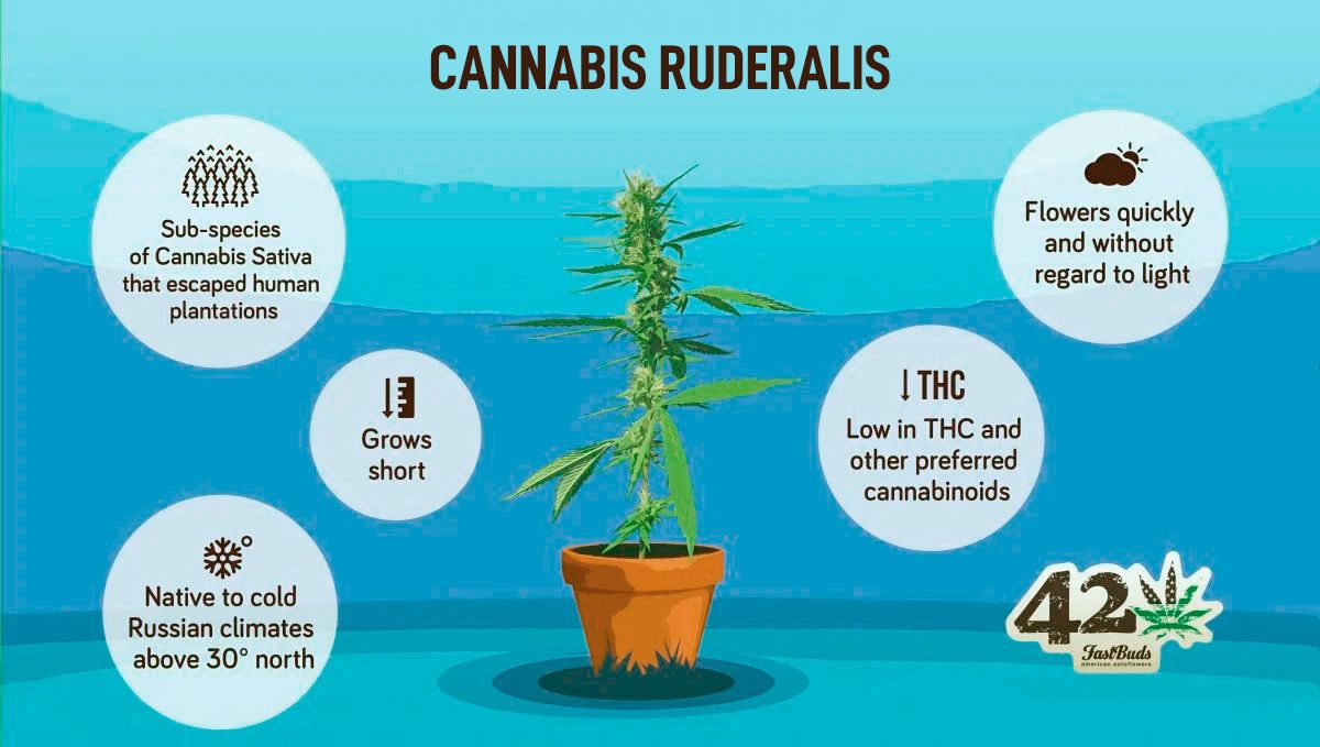 Hauptmerkmale von Cannabis Ruderalis Hauptmerkmale von Cannabis Ruderalis