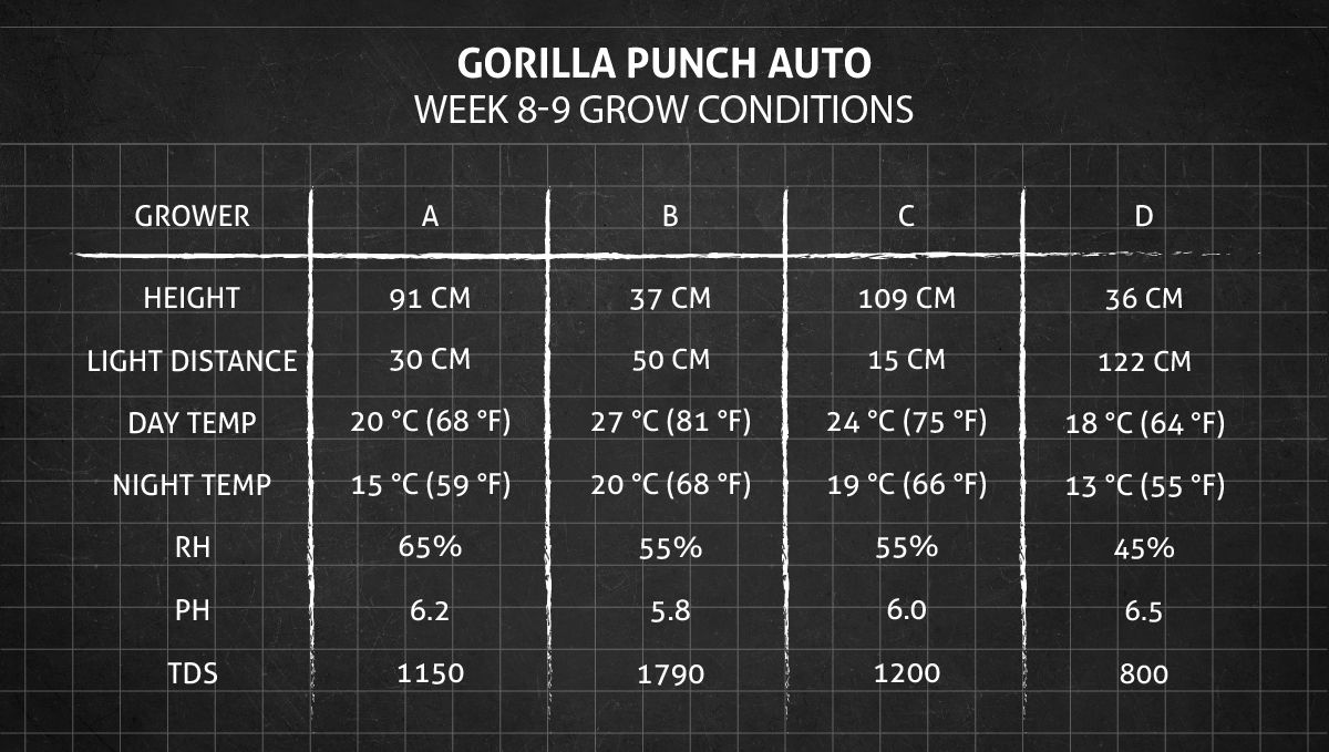 Gorilla Punch Auto cannabis strain: weeks 8-9 grow conditions
