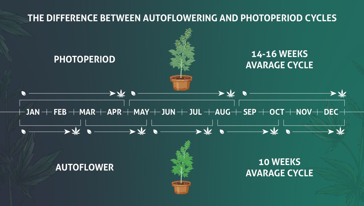 Výhody životního cyklu samonakvétacích rostlin