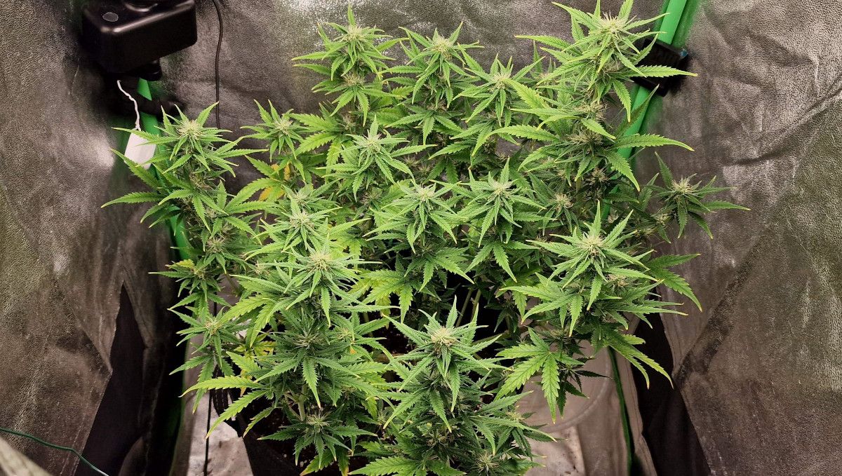 Amnesia Z Auto cannabis strain: early flower | weeks 6-7 | an indoor marijuana plant in a grow tent Amnesia Z Auto cannabis strain: early flower | weeks 6-7 | an indoor marijuana plant in a grow tent