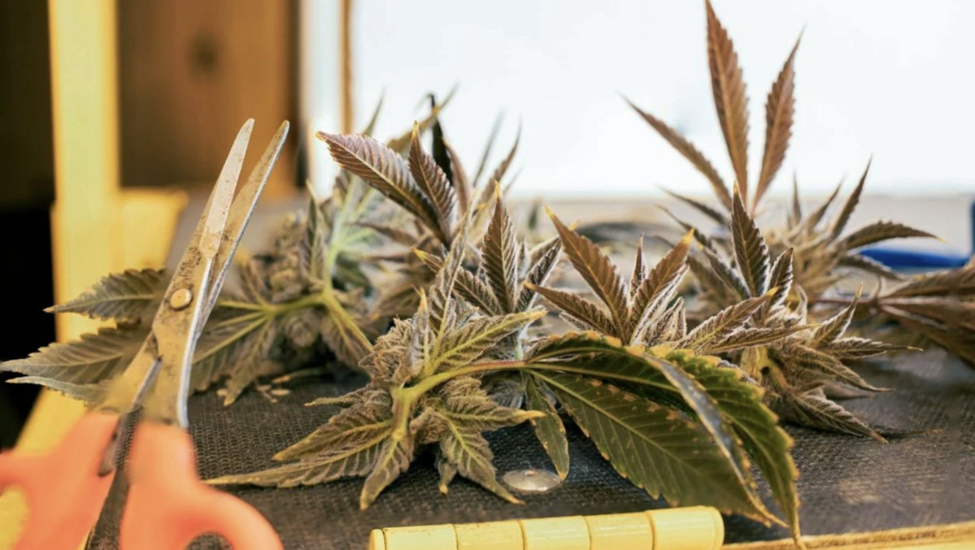 Screenshot 2021-07-07 at 18.31.20.png