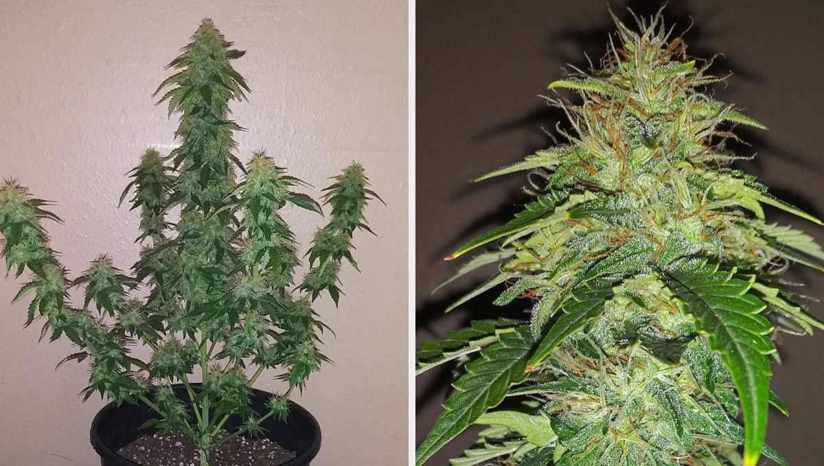 Russian Auto Cannabis Strain Week-by-Week Guide: An untrained indoor autoflower nearing harvest and a closeup of a but with some of the pistils turning orange