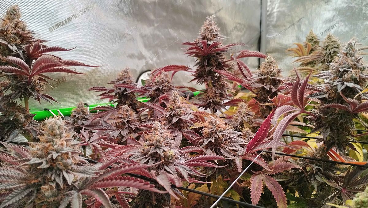 201.jpg Papaya Sherbet