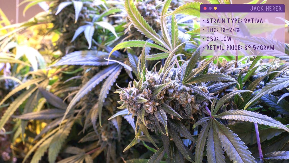 22 Best Weed Strains to Try in 2022: Jack Herer