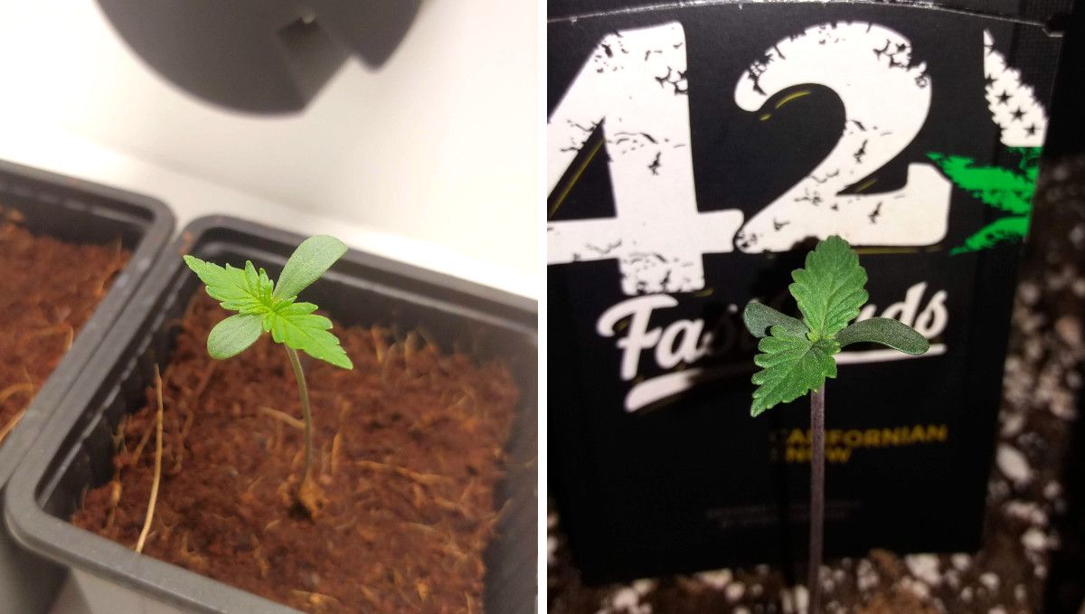 Californian Snow Auto cannabis strain: germination and seedling stage | week 1 | two week-old seedlings compared