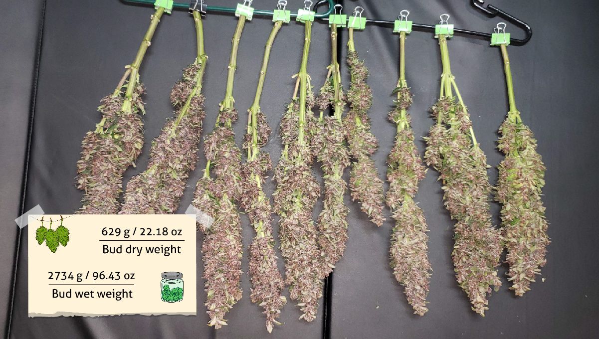 Strawberry Pie Auto Cannabis Strain Week-by-Week Guide: A row of elongated purple colas hanged upside down to dry Strawberry Pie Auto Cannabis Strain Week-by-Week Guide: A row of elongated purple colas hanged upside down to dry