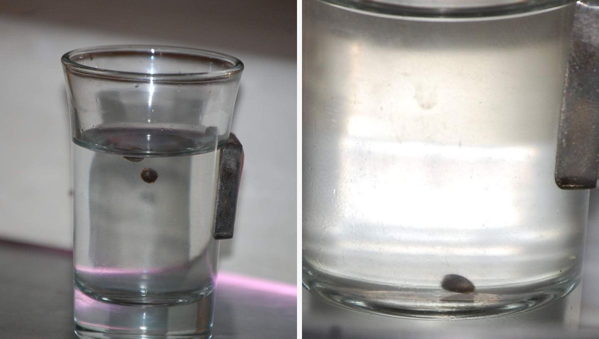 Blueberry Cheese Auto cannabis strain: germination and seedling stage | week 1 | a weed seed pre-soaked in a shot glass of water