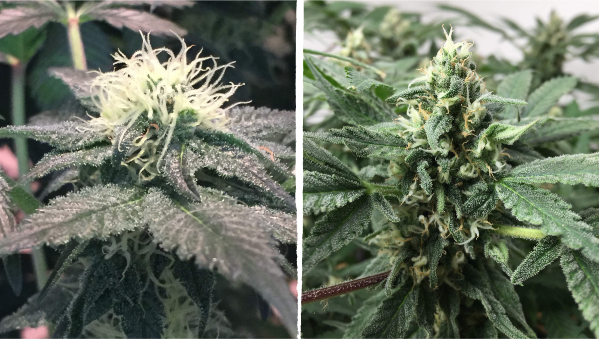 Cookies kush cannabis strain week-by-week guide: mid flower (bulk phase) | weeks 8-9 Cookies kush cannabis strain week-by-week guide: mid flower (bulk phase) | weeks 8-9