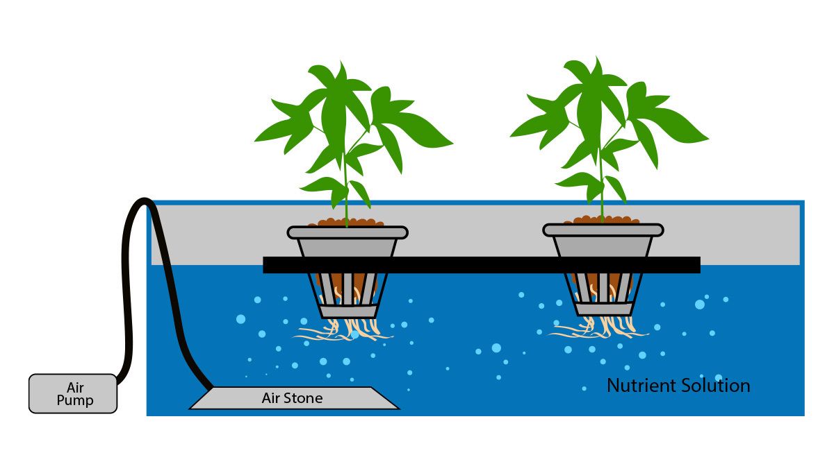 Wie man autoflowering Cannabispflanzen in Hydroponik-Systemen anbaut: DWC Wie man autoflowering Cannabispflanzen in Hydroponik-Systemen anbaut: DWC