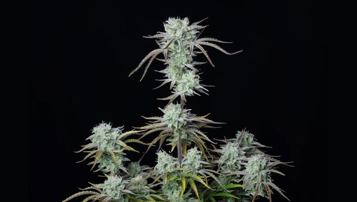 Strawberry Banana Auto Strawberry Banana Auto