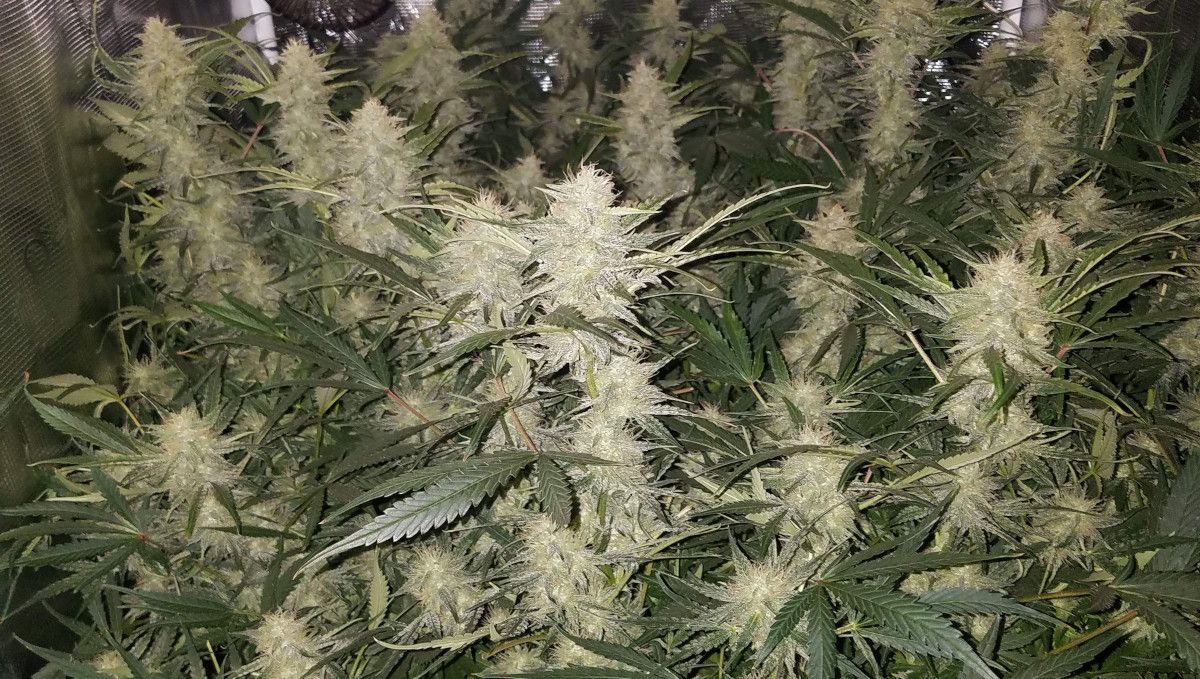 Pineapple Express Auto cannabis strain: mid flower (bulk phase) | weeks 8-9 | the colas of an indoor plant forming a dense canopy Pineapple Express Auto cannabis strain: mid flower (bulk phase) | weeks 8-9 | the colas of an indoor plant forming a dense canopy