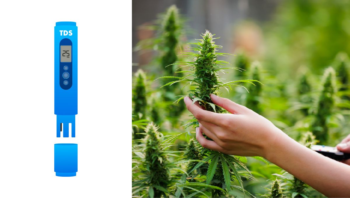 Top 8 growing gadgets: digital EC or TDS meter Top 8 growing gadgets: digital EC or TDS meter