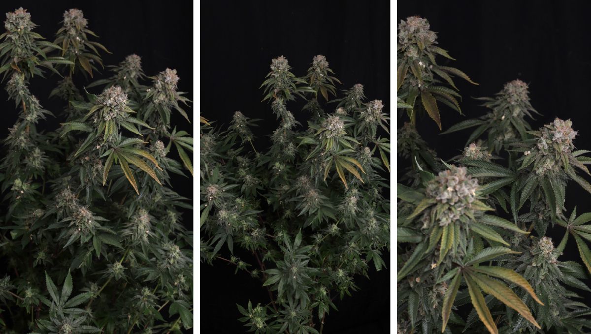 Collages4-31.jpg GG4 Feminized