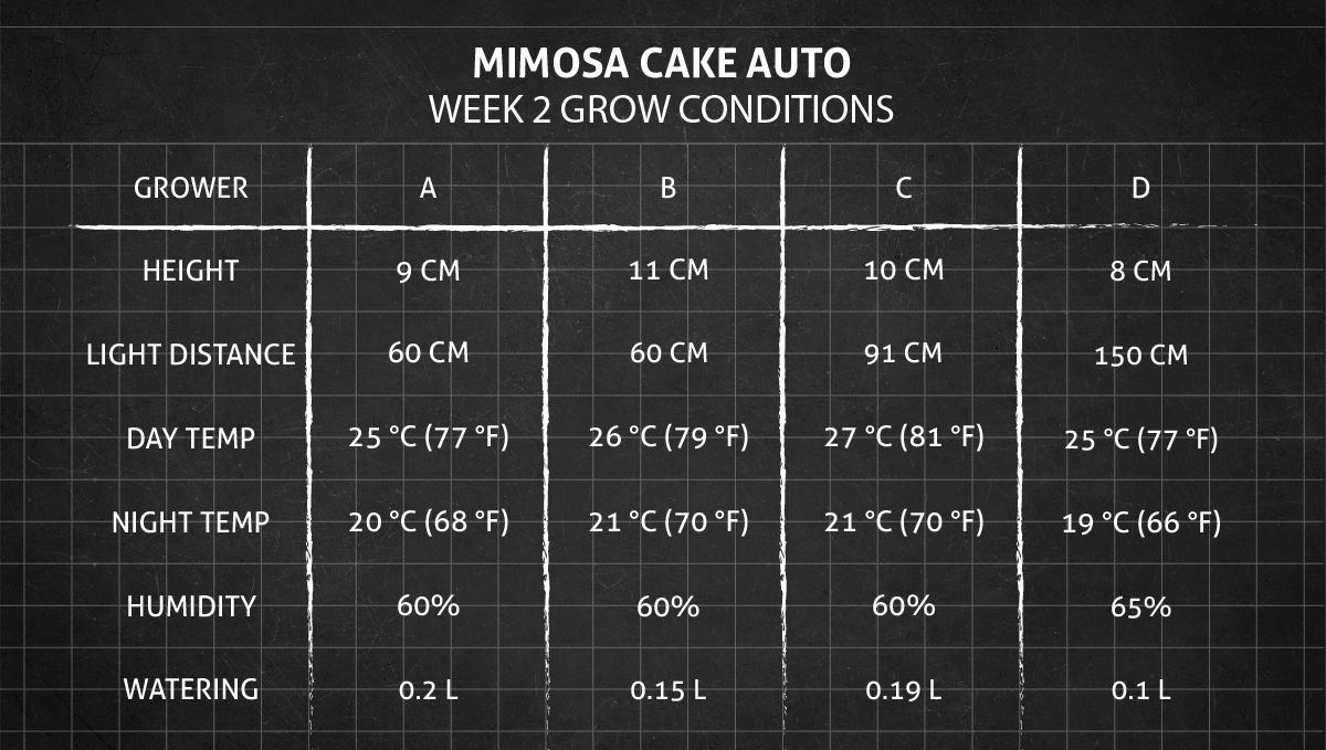 Mimosa Cake Auto cannabis strain: week 2 grow conditions Mimosa Cake Auto cannabis strain: week 2 grow conditions