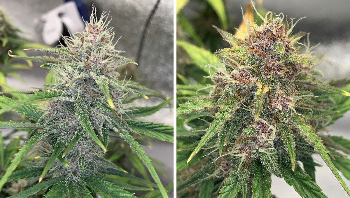 Banana Purple Punch Auto Cannabissorte: mittlere Blüte (Bulk-Phase) | Wochen 7-8 | wachsende, aber noch unreif aussehende Blüten Banana Purple Punch Auto Cannabissorte: mittlere Blüte (Bulk-Phase) | Wochen 7-8 | wachsende, aber noch unreif aussehende Blüten