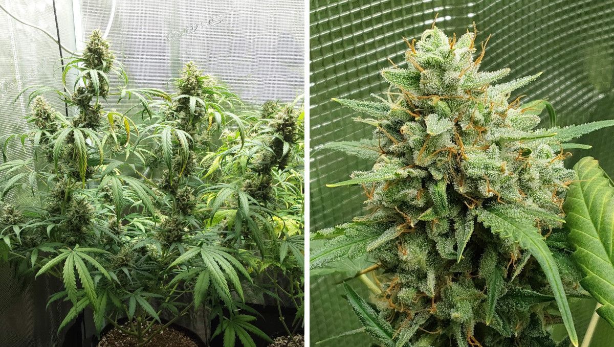 Mimosa Cake Auto cannabis strain: ripening and harvest | weeks 10-11 | a mature autoflower nearing harvest indoors and a closeup of its bud Mimosa Cake Auto cannabis strain: ripening and harvest | weeks 10-11 | a mature autoflower nearing harvest indoors and a closeup of its bud