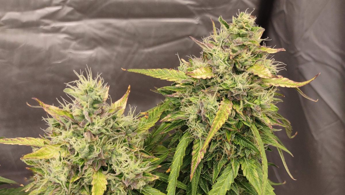 Frosted Guava Auto cannabis strain: ripening and harvest | weeks 10 | fat and mature-looking buds that have all their pistils white