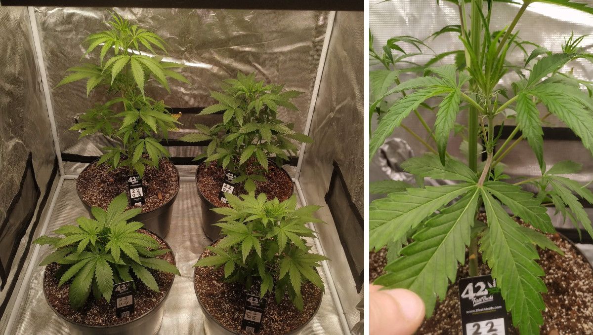 Strawberry Gorilla Auto Cannabissorte: Mittlere Vegetationsphase | Wochen 3-4 | vier Autoflowers im Indoor-Anbau und die ersten Blütenstempel an der größten von ihnen Strawberry Gorilla Auto Cannabissorte: Mittlere Vegetationsphase | Wochen 3-4 | vier Autoflowers im Indoor-Anbau und die ersten Blütenstempel an der größten von ihnen